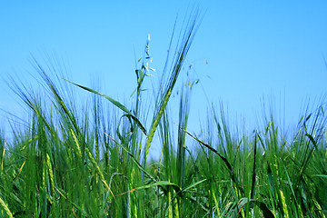Image showing Fot of meadow on which growing rye