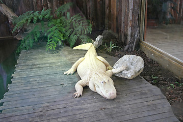 Image showing White Alligator