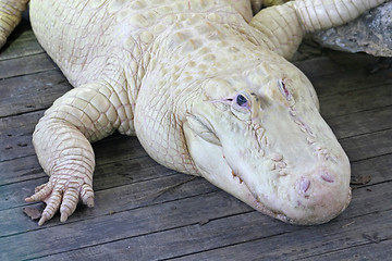 Image showing White Alligator