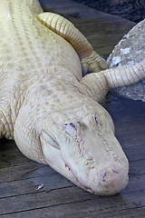 Image showing White Alligator