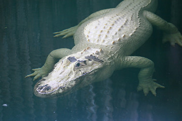 Image showing White Alligator
