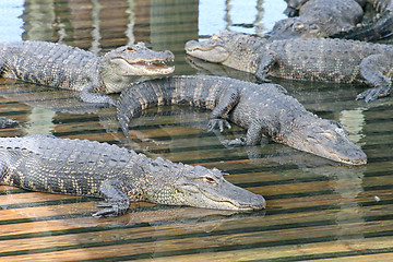 Image showing Alligators
