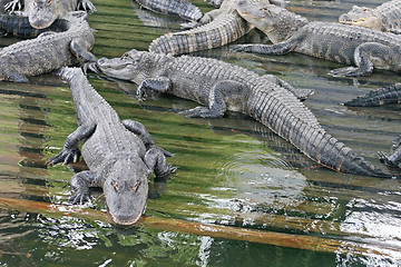 Image showing Alligators