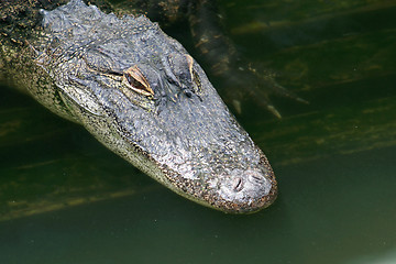 Image showing Alligator