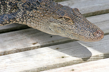 Image showing Alligator