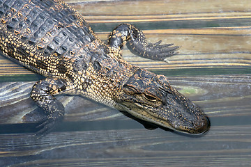 Image showing Alligator