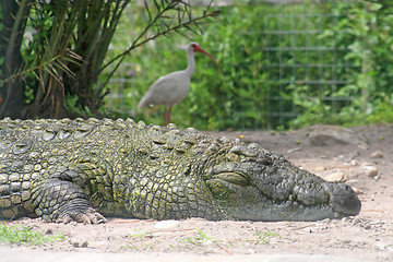 Image showing Alligator and Bird