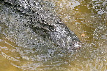 Image showing Alligator