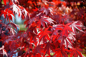 Image showing Japanese red acer maple leaves