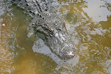 Image showing Alligator