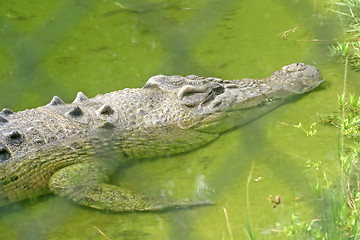 Image showing Alligator