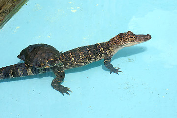 Image showing Alligator and Turtle