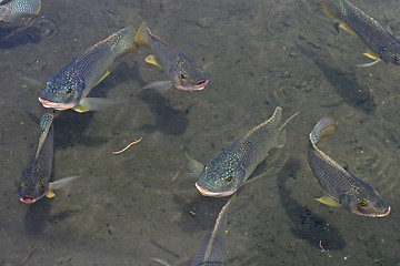 Image showing Swimming Fish