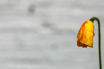 Image showing Poppy bud