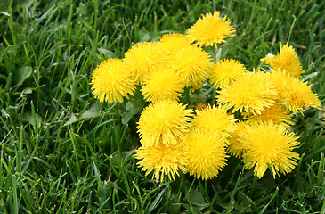 Image showing Dandelion group