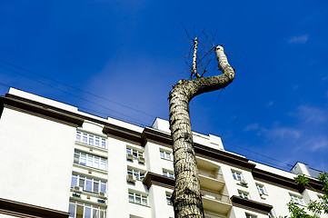 Image showing Lonely tree in the sity