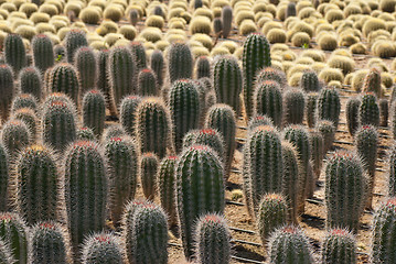 Image showing Cacatus plantation