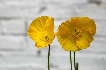 Image showing Yellow poppys