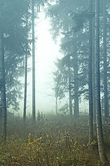 Image showing autumn forest