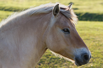 Image showing Horsehead