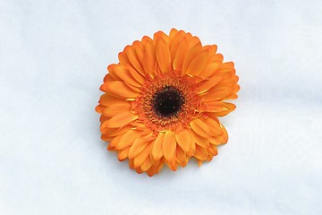 Image showing Orange Gerbera