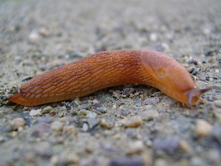 Image showing Slug