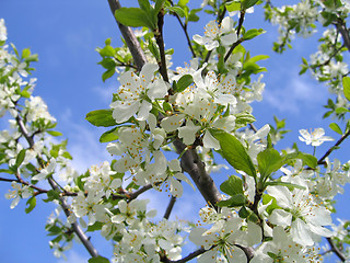 Image showing spring tree in bloom 