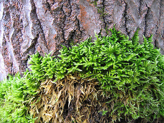 Image showing bark of old tree covered by a moss