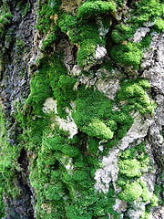 Image showing trunk of old tree with moss