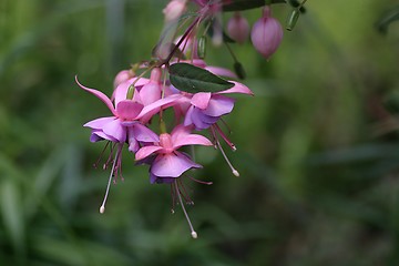 Image showing Fuchsia