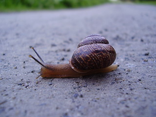 Image showing worm on a road trip