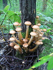 Image showing oney mushrooms growing at tree