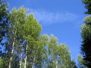 Image showing blue sky and birch trees