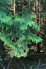 Image showing branches of fur-tree