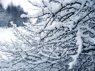 Image showing branches under a snow