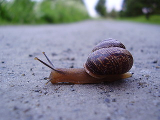 Image showing Snail on a road trip