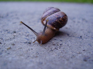 Image showing Snail on a road trip