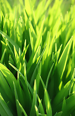 Image showing green grass and sunlight