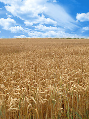 Image showing grain field