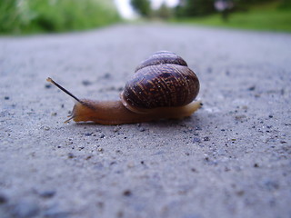 Image showing Snail on a road trip