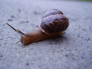 Image showing Snail on a road trip