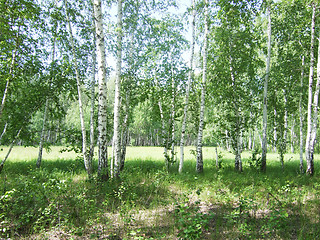 Image showing birch forest