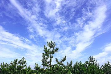 Image showing Cloudscape under the pines