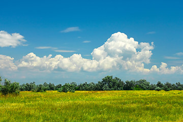 Image showing Summer meadow