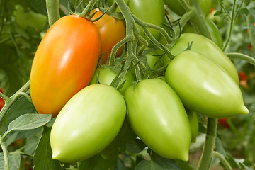 Image showing Bunch with tomatoes 