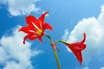 Image showing Red bright flowers