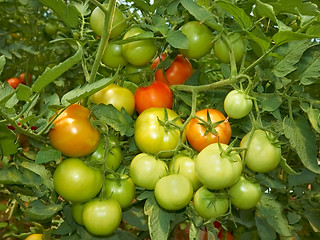 Image showing Big bunch of tomatoes 