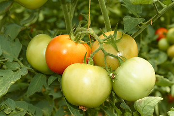 Image showing Bunch of big tomatoes 