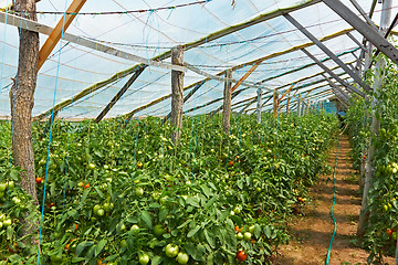 Image showing Wooden film greenhouse