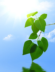 Image showing Branch of a lilac against the blue sky